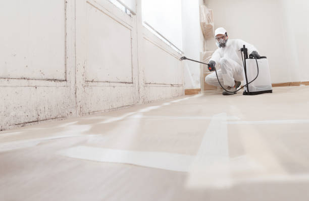 Trusted Black Mold Removal service in Fairview, OR - WQB Mold Removal